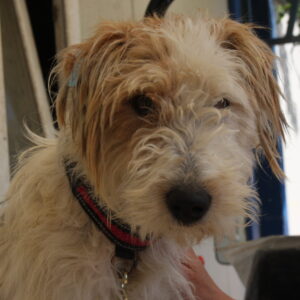 FOXI - reserviert TST Rösrath vermittelt