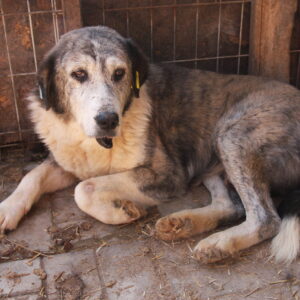 WOLPERT - reserviert Manuela vermittelt