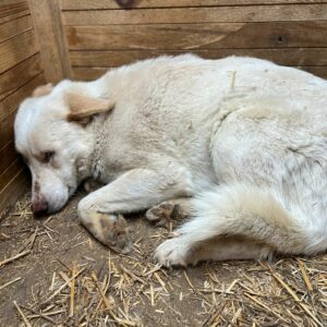 KEIJO - Notfall - blind und völlig überfordert! - reserviert Vierbeiner in Not vermittelt
