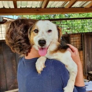 VRONI TST - reserviert Rösrath vermittelt