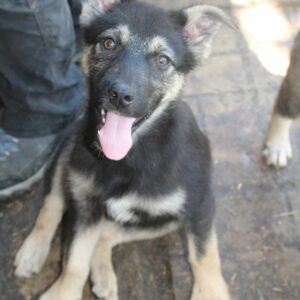 HUMMEL - reserviert LS vermittelt