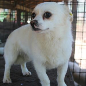 KNIRPS - völlig überfordert - reserviert TH Wannigsmühle vermittelt