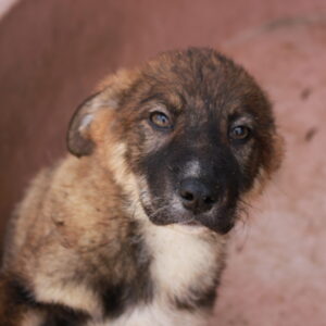 KARLINCHEN - reserviert PVA vermittelt