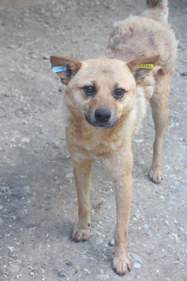 BASTIANO - reserviert TINO. vermittelt – Bild 2