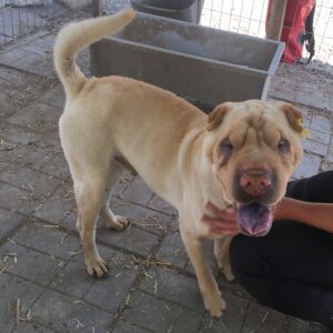 BUSTER - reserviert TST Rösrath - vermittelt