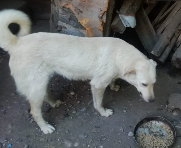 LOLITA (*LOLA) - auf PDR PS im PLZ Bezirk 88 - vermittelt