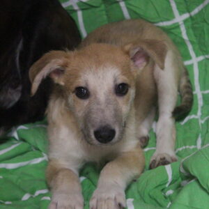 CRISPIN - auf Pflegestelle in PLZ 1 vermittelt