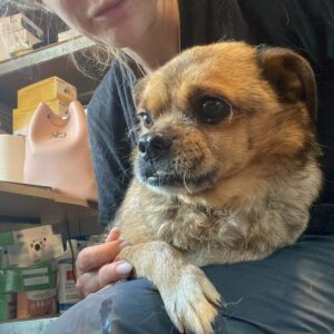 BRENDAH - reserviert TINO vermittelt
