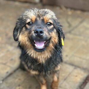 SOOKIE - reserviert Silke vermittelt