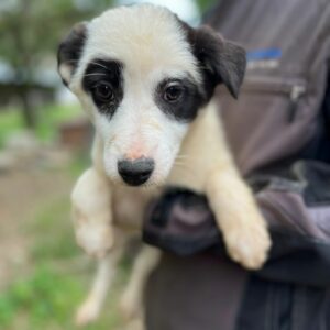 SOLEYA - auf Pflegestelle in PLZ 3 *vermittelt*