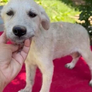NALA - auf Pflegestelle in PLZ 1 vermittelt