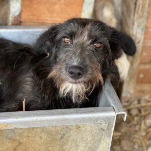 LOBA - reserviert Betty vermittelt