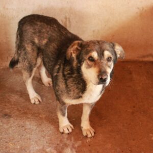 LUCIEN - Notfall-Oldie: resigniert, abgemagert - auf Pflegestelle in PLZ 96 als Gnadenplatzhund - ausgereist