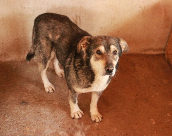 LUCIEN - Notfall-Oldie: resigniert, abgemagert - auf Pflegestelle in PLZ 96 als Gnadenplatzhund - ausgereist