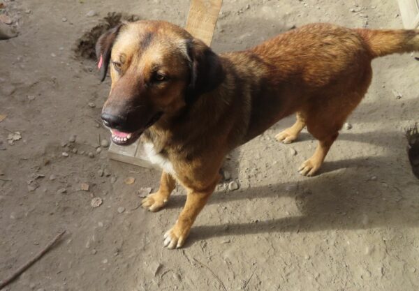 CHICO (♂) - seit 2022 im Shelter - ausgereist zur Tierhilfe Lebenswert DR 14.06.25 – Bild 11