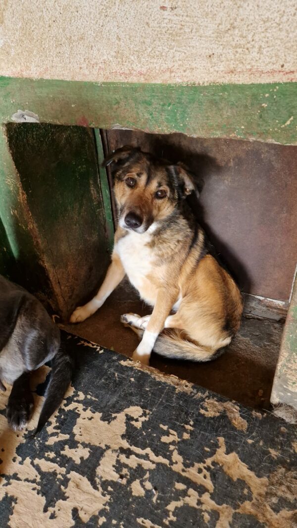 NAMIDA - seit 2015 im Shelter - reserviert Hundehilfe Hinterland vermittelt – Bild 5