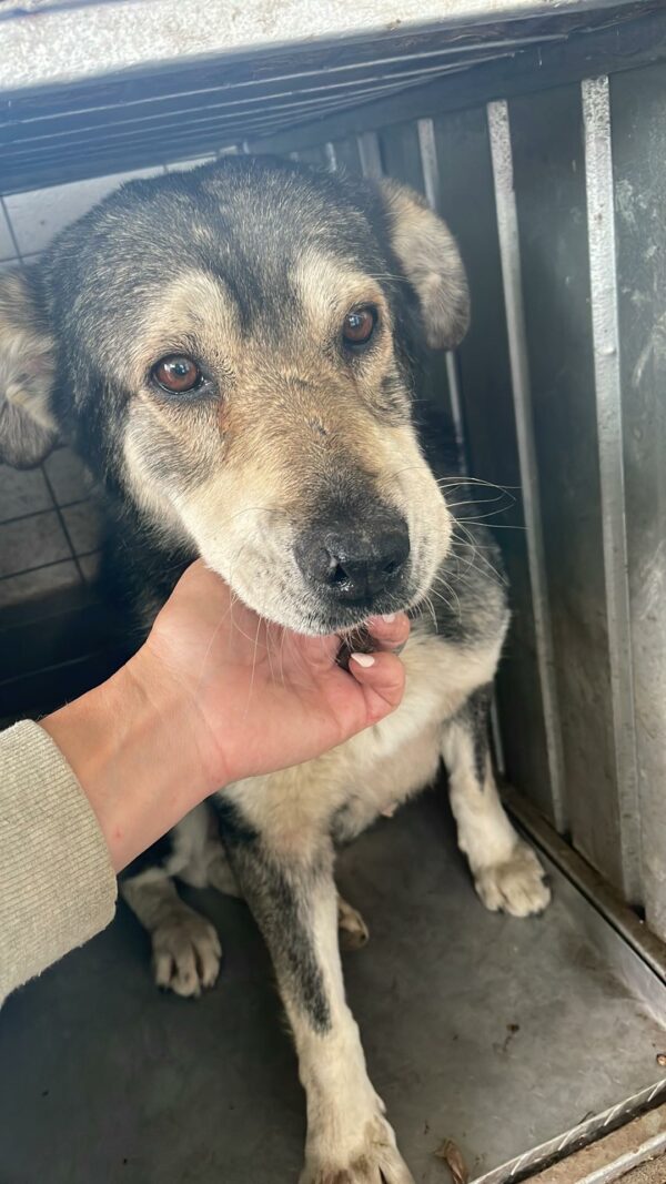 LUCIEN - Notfall-Oldie: resigniert, abgemagert - auf Pflegestelle in PLZ 96 als Gnadenplatzhund - ausgereist – Bild 6