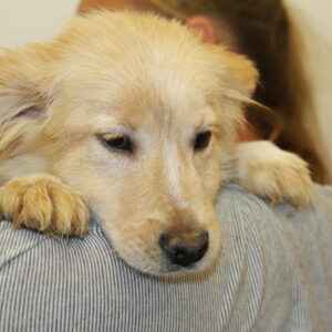 GIANNA - reserviert Tierhilfe Lebenswert DR (19.05.) - vermittelt