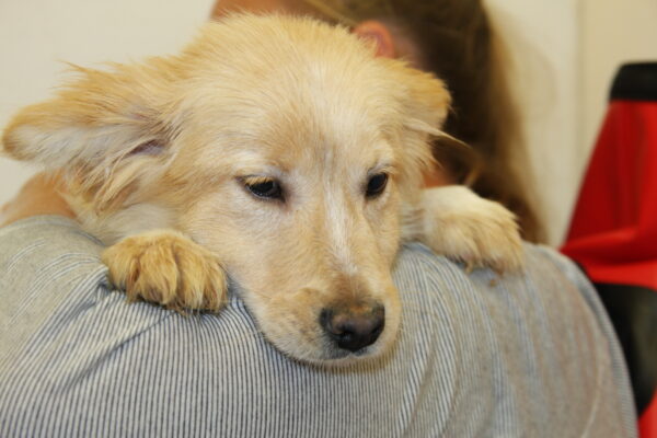 GIANNA - reserviert Tierhilfe Lebenswert DR (19.05.) - vermittelt