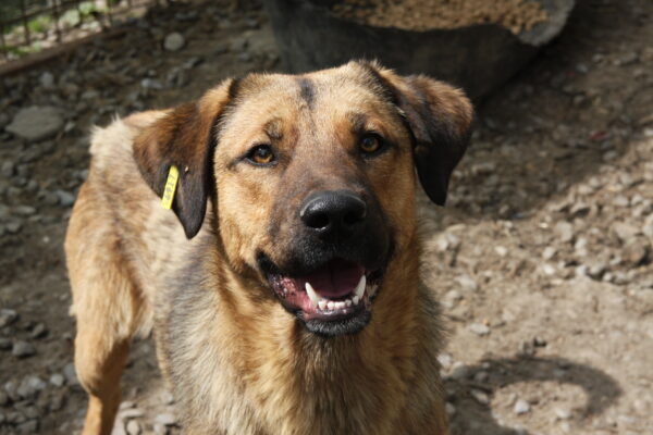 CHICO (♂) - seit 2022 im Shelter - ausgereist zur Tierhilfe Lebenswert DR 14.06.25 – Bild 10