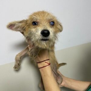 LUANA - trübe Augen - reserviert Tierhilfe Lebenswert DR (19.05.) - vermittelt