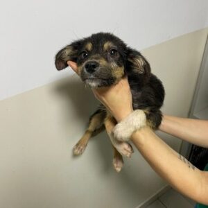 PRINCESS - reserviert für Tierhilfe Lebenswert vermittelt