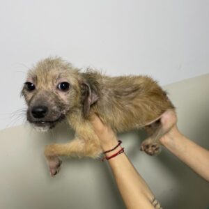MIA - reserviert für Tierhilfe Lebenswert vermittelt