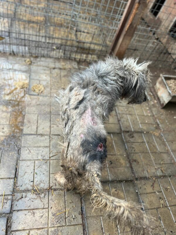BÄRLI - Oldie med. Notfall - reserviert TH Gifhorn vermittelt – Bild 4