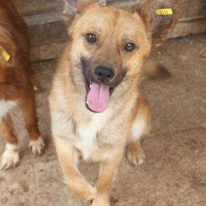 URI - rechte Vorderpfote deformiert - reserviert TST Rösrath 04.07 - vermittelt