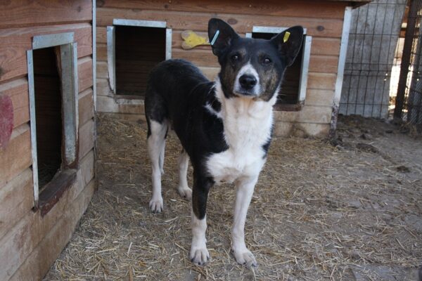 JARA (♀) – Bild 8