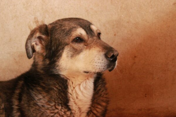 LUCIEN - Notfall-Oldie: resigniert, abgemagert - auf Pflegestelle in PLZ 96 als Gnadenplatzhund - ausgereist – Bild 2