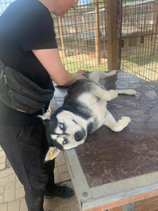 NIMUE - auf Pflegestelle in PLZ 3 *vermittelt* – Bild 3