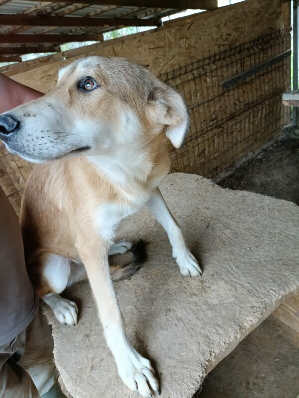 MAXIE (♂) – Bild 9