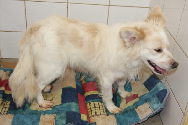 BLANCHE - reserviert Tierhilfe Lebenswert DR (17.05.) - vermittelt – Bild 2