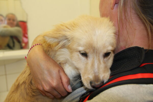 GIANNA - reserviert Tierhilfe Lebenswert DR (19.05.) - vermittelt – Bild 2