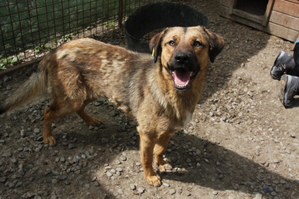 CHICO (♂) - seit 2022 im Shelter - ausgereist zur Tierhilfe Lebenswert DR 14.06.25 – Bild 12