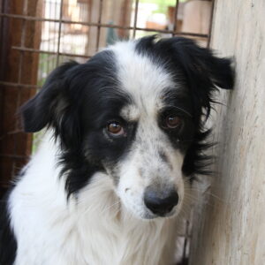 JEFF - reserviert NadineH vermittelt