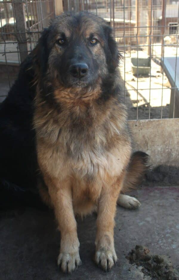 RAGNAR (♂) – Bild 7