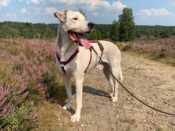 PONGO - Gnadenplatzhund seit 12.2021 – Bild 13