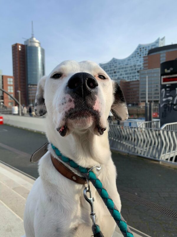 PONGO - Gnadenplatzhund seit 12.2021 – Bild 10