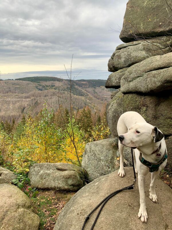 PONGO - Gnadenplatzhund seit 12.2021 – Bild 2