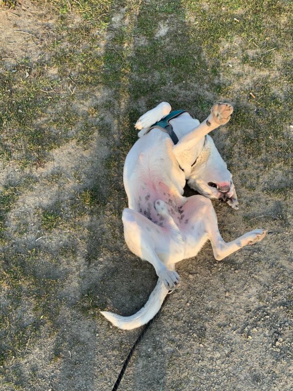 PONGO - Gnadenplatzhund seit 12.2021 – Bild 7