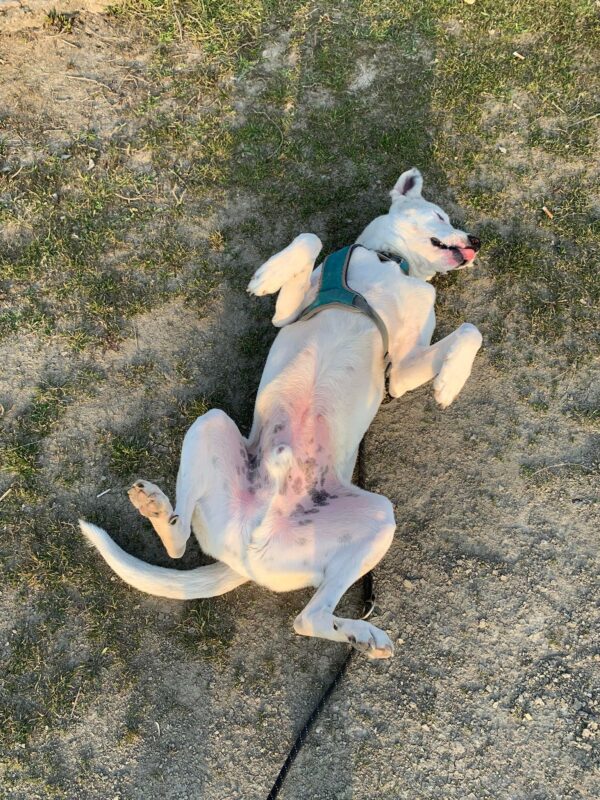 PONGO - Gnadenplatzhund seit 12.2021 – Bild 6