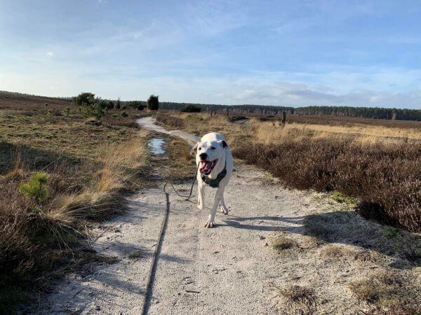 PONGO - Gnadenplatzhund seit 12.2021 – Bild 9