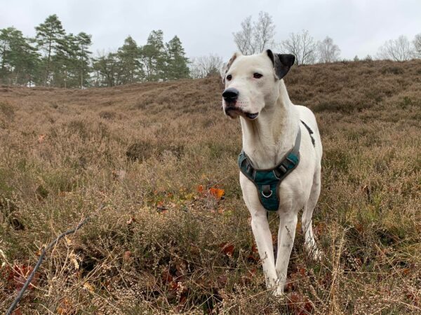 PONGO - Gnadenplatzhund seit 12.2021 – Bild 8