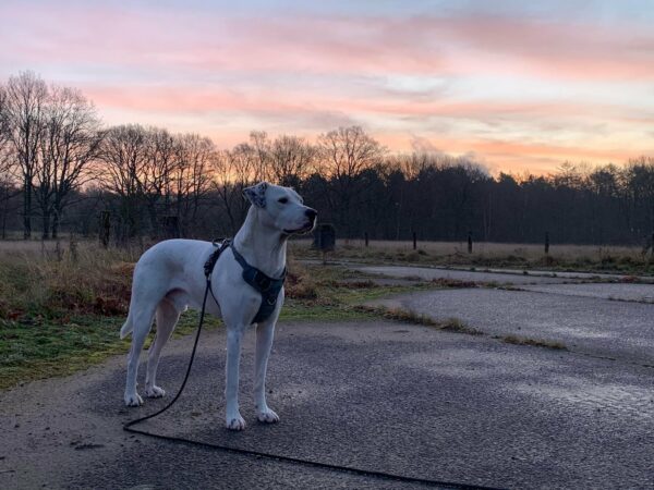 PONGO - Gnadenplatzhund seit 12.2021 – Bild 15