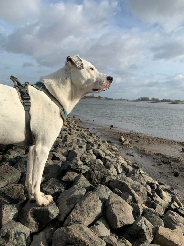 PONGO - Gnadenplatzhund seit 12.2021 – Bild 4