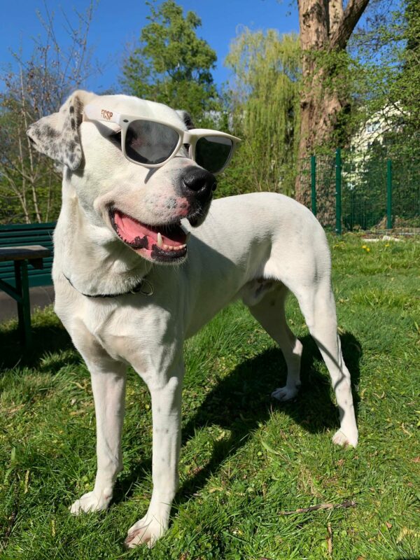 PONGO - Gnadenplatzhund seit 12.2021 – Bild 11