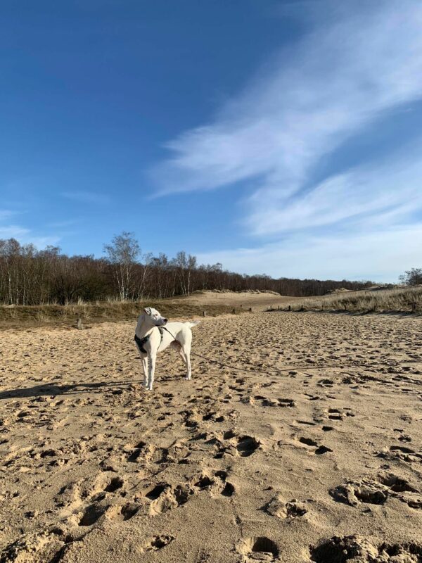 PONGO - Gnadenplatzhund seit 12.2021 – Bild 5
