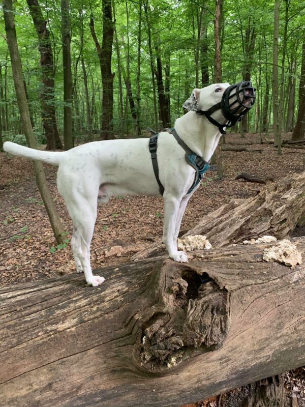 PONGO - Gnadenplatzhund seit 12.2021 – Bild 12
